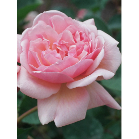 ROSIER FELICIA (Rosier ancien)