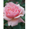 ROSIER FELICIA
