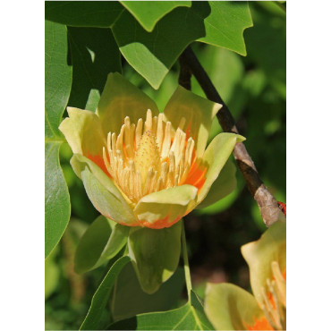 LIRIODENDRON tulipifera FASTIGIATUM (Tulipier de Virginie fastigié)