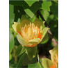 LIRIODENDRON tulipifera FASTIGIATUM (Tulipier de Virginie fastigié)