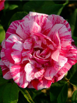 ROSIER FERDINAND PICHARD