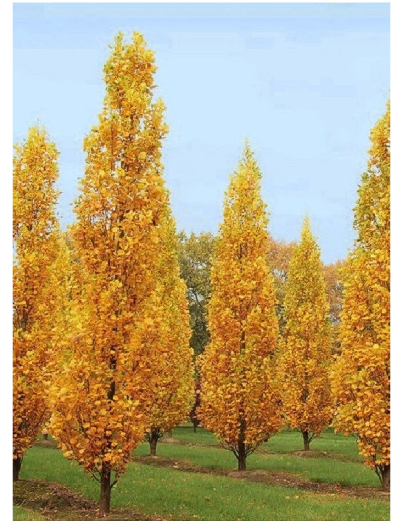 LIRIODENDRON tulipifera FASTIGIATUM (Tulipier de Virginie fastigié)