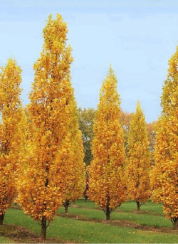 LIRIODENDRON tulipifera FASTIGIATUM