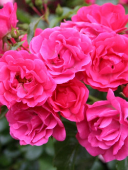 ROSIER GRIMPANT EMERA