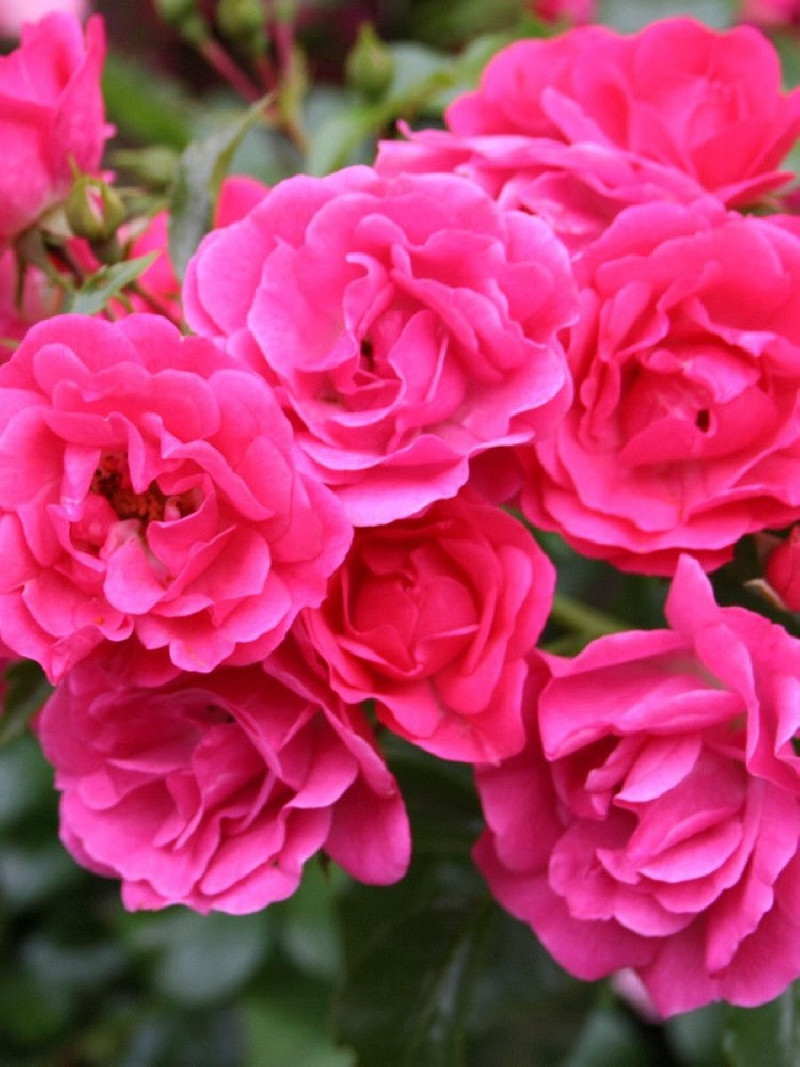 ROSIER GRIMPANT EMERA