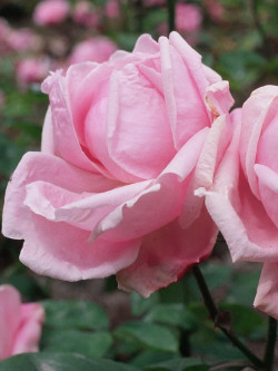 ROSIER MADAME CAROLINE TESTOUT