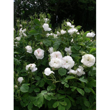 ROSIER MADAME HARDY (Rosier ancien)