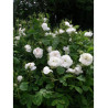 ROSIER MADAME HARDY (Rosier ancien)