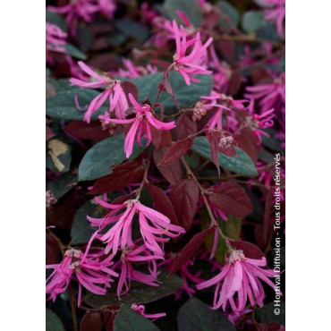 LOROPETALUM chinense FIRE DANCE (Loropétale de Chine)