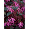 LOROPETALUM chinense FIRE DANCE (Loropétale de Chine)