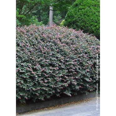 LOROPETALUM chinense FIRE DANCE (Loropétale de Chine)