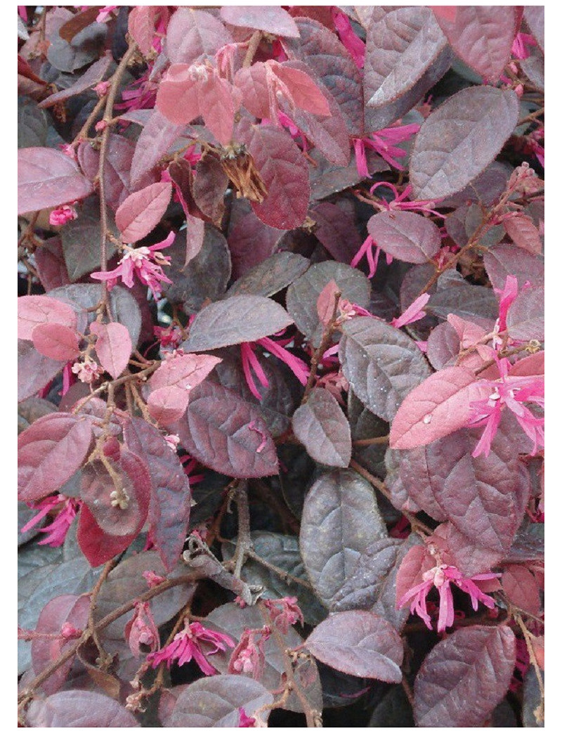 LOROPETALUM chinense FIRE DANCE (Loropétale de Chine)