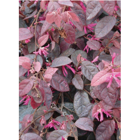 LOROPETALUM chinense FIRE DANCE (Loropétale de Chine)