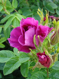 ROSIER ROSERAIE DE L'HAY