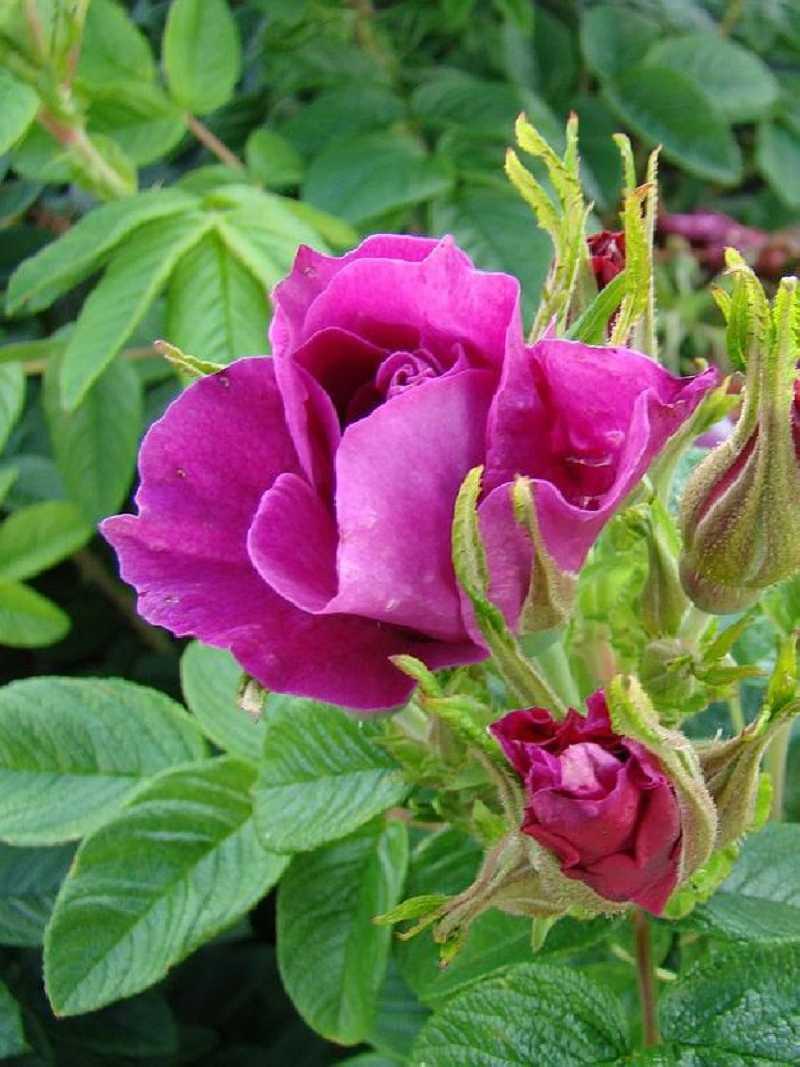 ROSIER ROSERAIE DE L'HAY