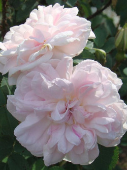 ROSIER STANWELL PERPETUAL