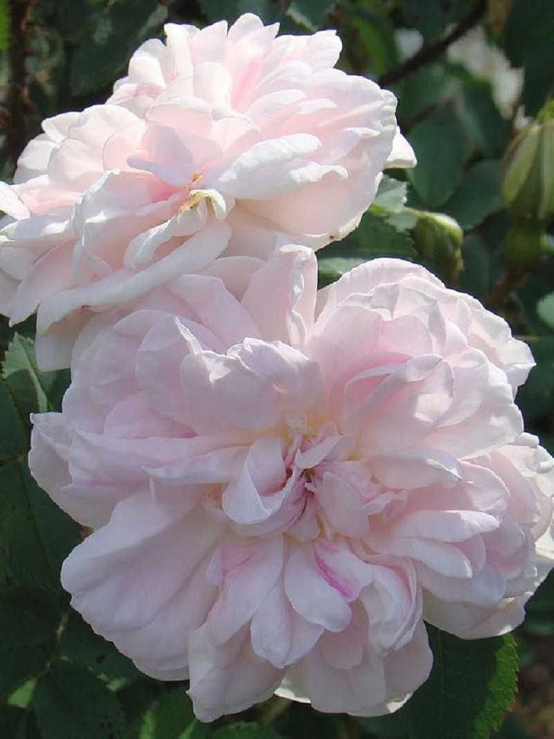 ROSIER STANWELL PERPETUAL