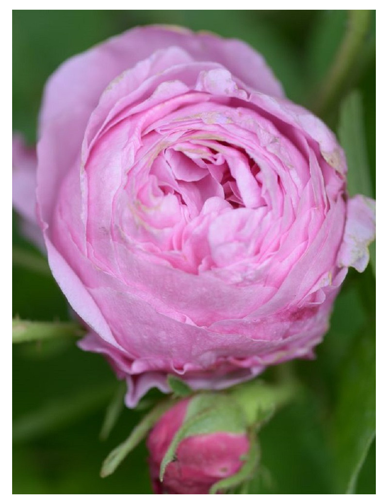 ROSIER ROSE DES PEINTRES (Rosier ancien)