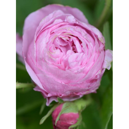 ROSIER ROSE DES PEINTRES (Rosier ancien)