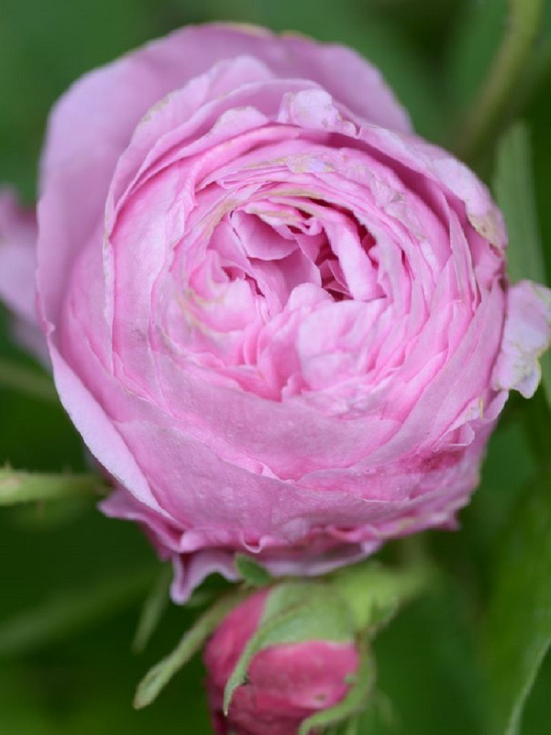 ROSIER ROSE DES PEINTRES