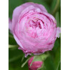 ROSIER ROSE DES PEINTRES (Rosier ancien)