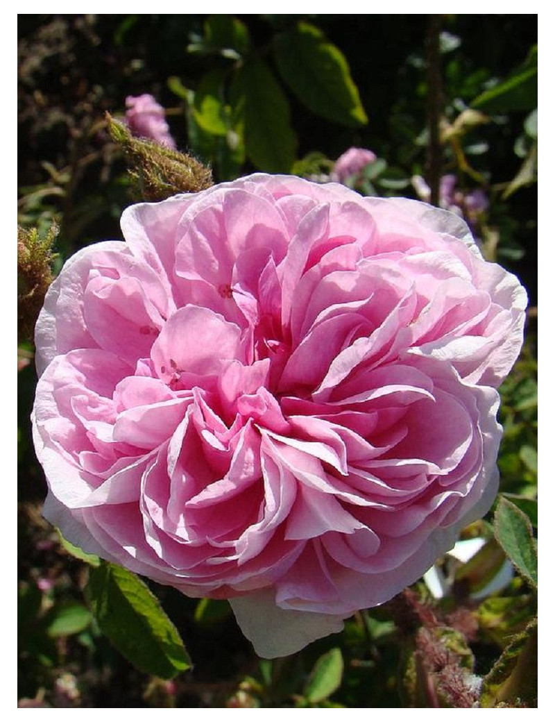 ROSIER RENÉ D'ANJOU (Rosier ancien)