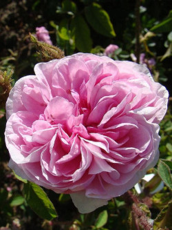 ROSIER RENÉ D'ANJOU