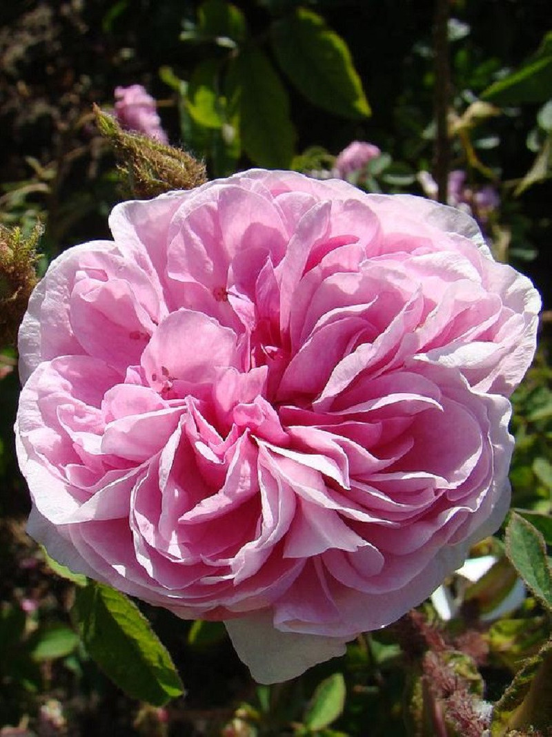 ROSIER RENÉ D'ANJOU