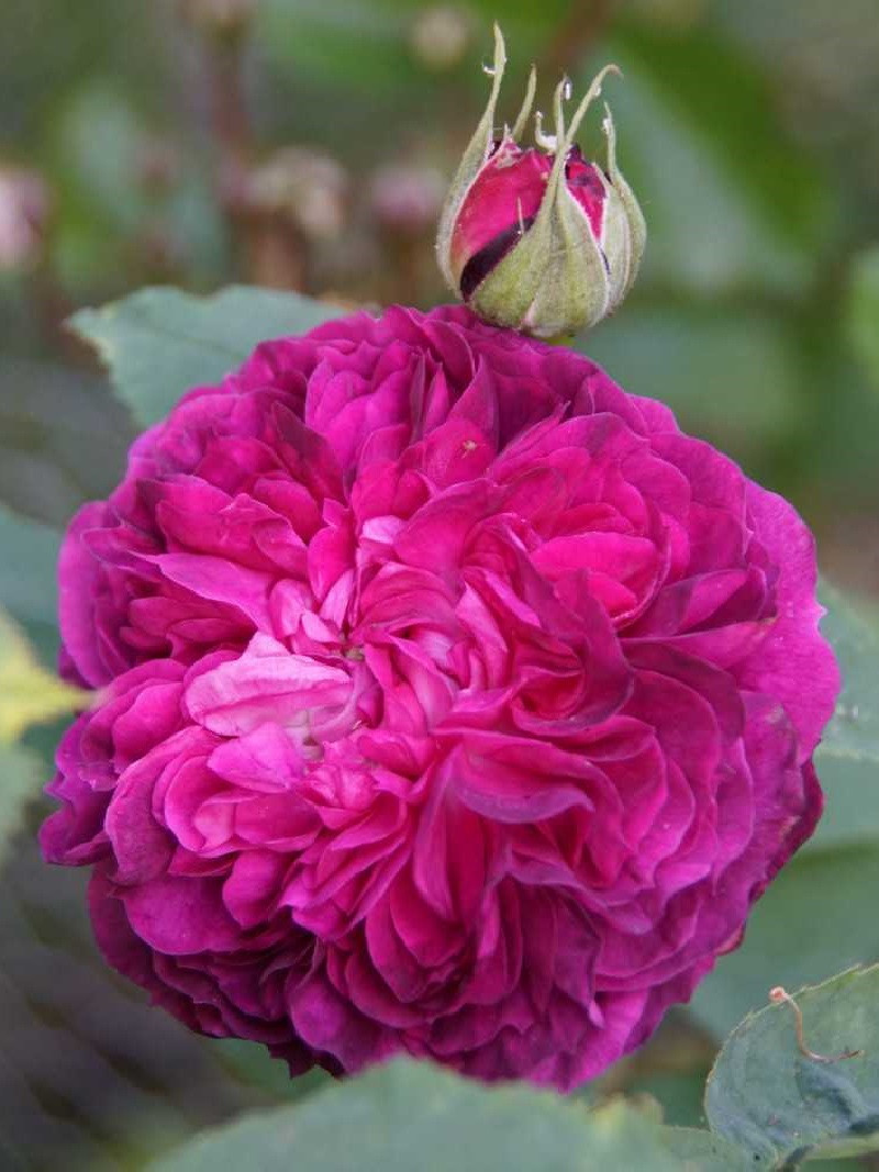 ROSIER REINE DES VIOLETTES