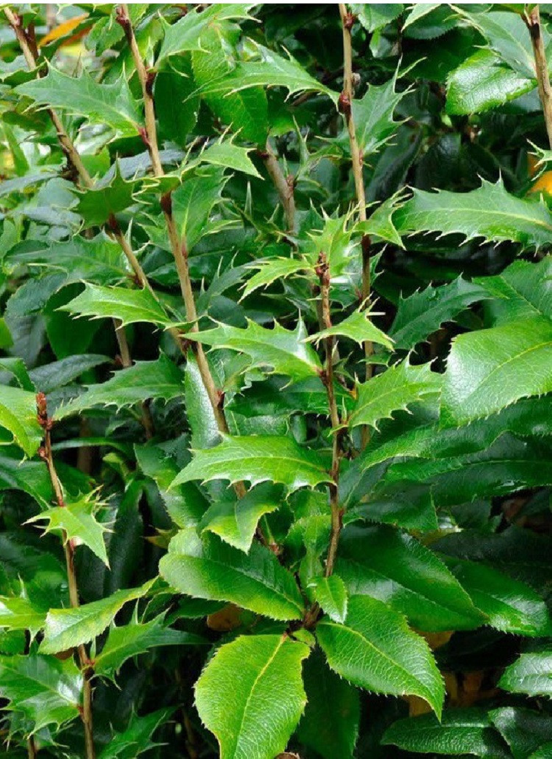 MAHOBERBERIS miethkeana