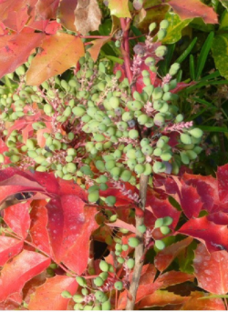 MAHOBERBERIS miethkeana