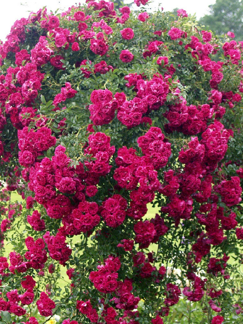 ROSIER PLEUREUR EXCELSA