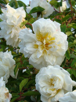 ROSIER PLEUREUR ALBERIC BARBIER