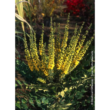 MAHONIA media WINTER SUN (Mahonia media Winter sun)