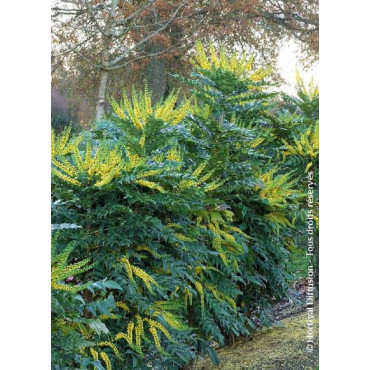 MAHONIA media WINTER SUN (Mahonia media Winter sun)