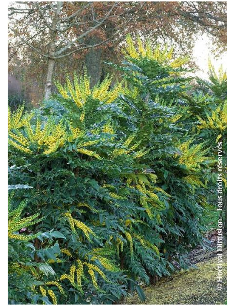 MAHONIA media WINTER SUN (Mahonia media Winter sun)