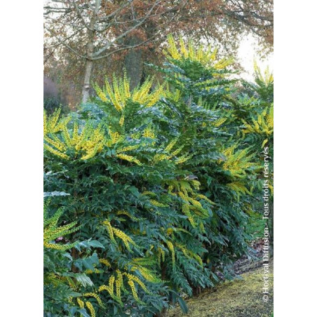 MAHONIA media WINTER SUN (Mahonia media Winter sun)