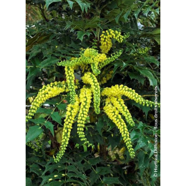 MAHONIA media WINTER SUN (Mahonia media Winter sun)