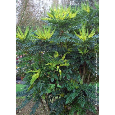 MAHONIA media WINTER SUN (Mahonia media Winter sun)