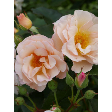 ROSIER PÉNÉLOPE (Rosier ancien)