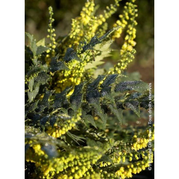 MAHONIA media WINTER SUN (Mahonia media Winter sun)