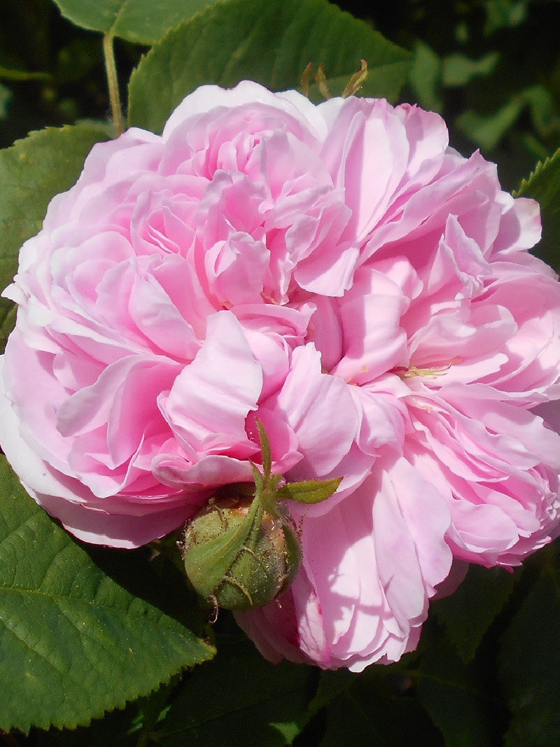 ROSIER JACQUES CARTIER