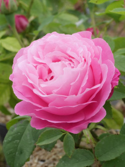 ROSIER MRS JOHN LAING