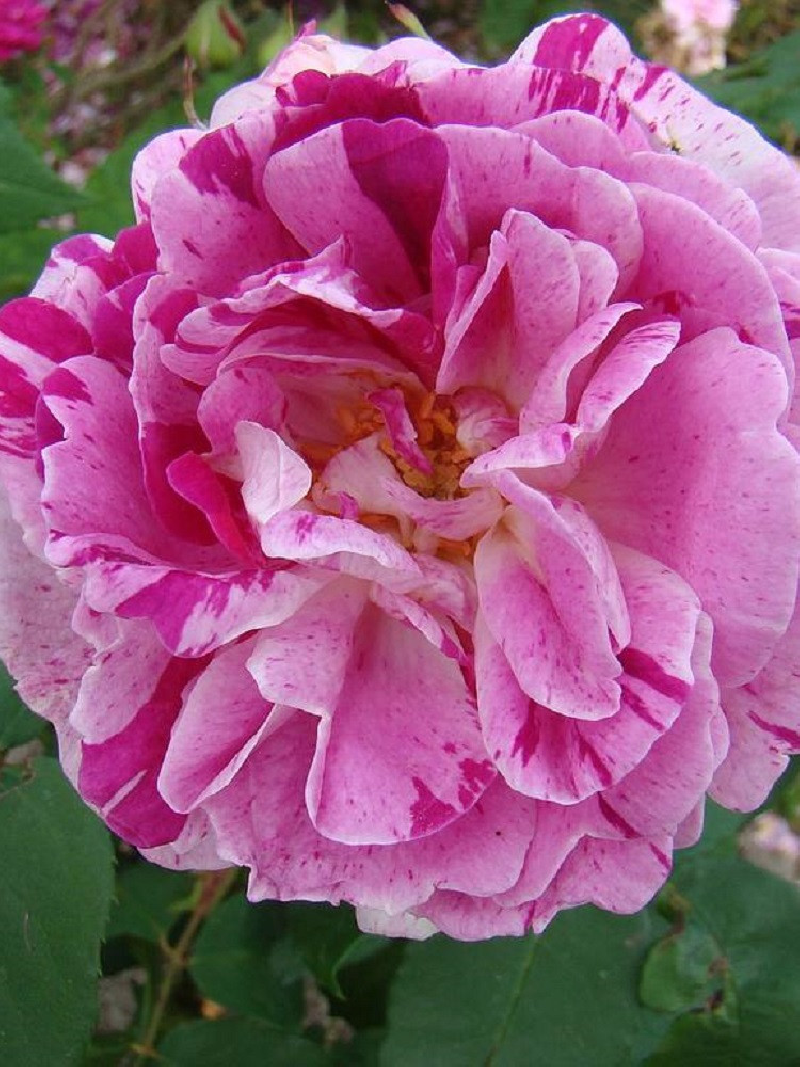 ROSIER HONORINE DE BRABANT