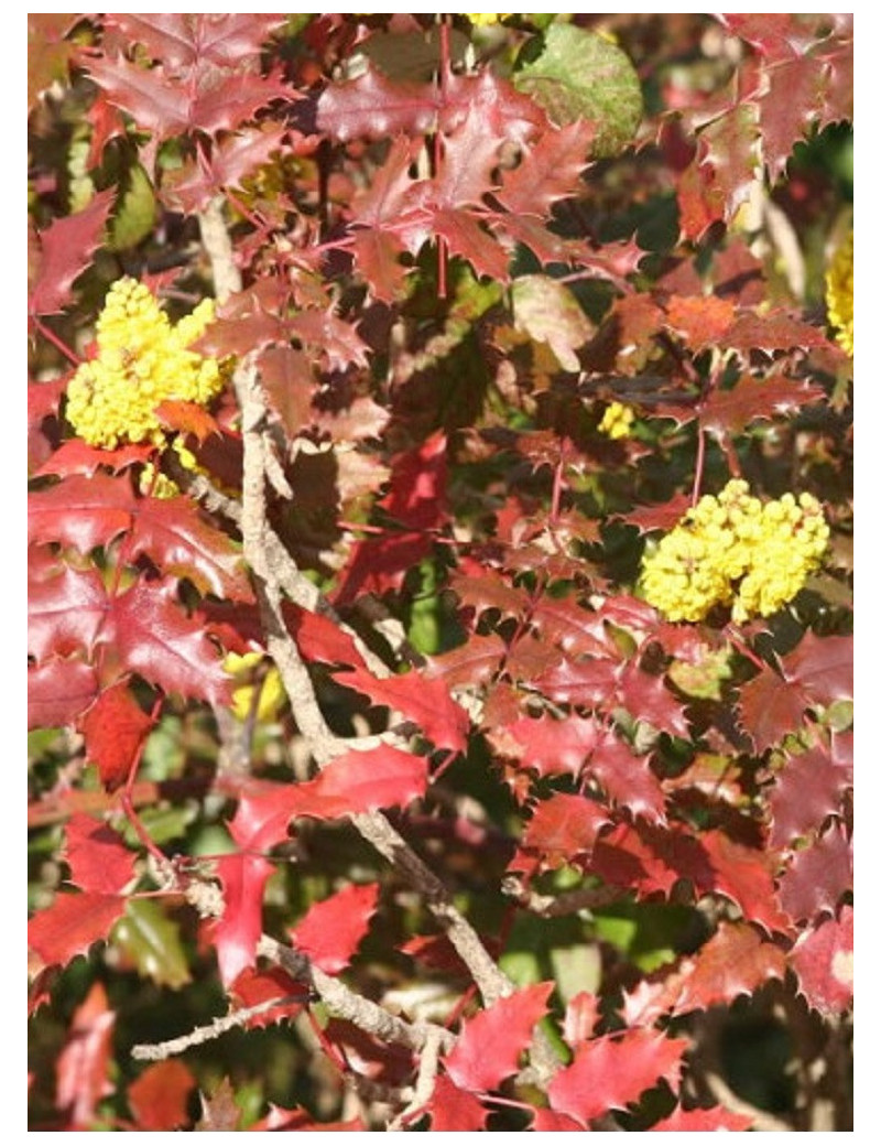 MAHONIA wagneri PINNACLE (Mahonia wagneri Pinnacle)