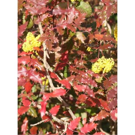 MAHONIA wagneri PINNACLE (Mahonia wagneri Pinnacle)