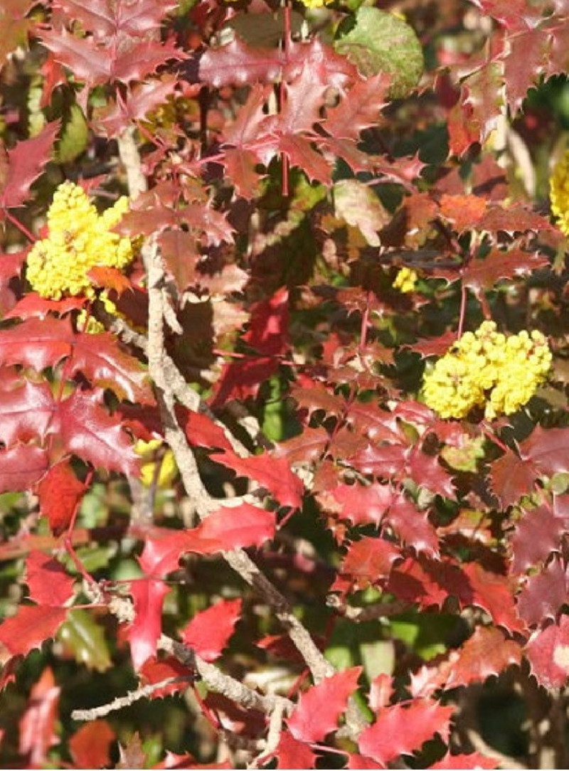 MAHONIA wagneri PINNACLE