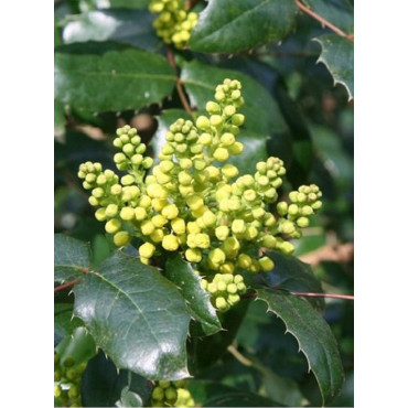 MAHONIA wagneri PINNACLE (Mahonia wagneri Pinnacle)