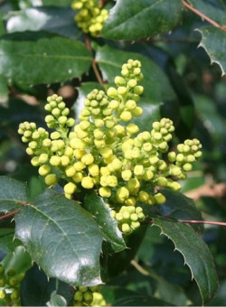 MAHONIA wagneri PINNACLE