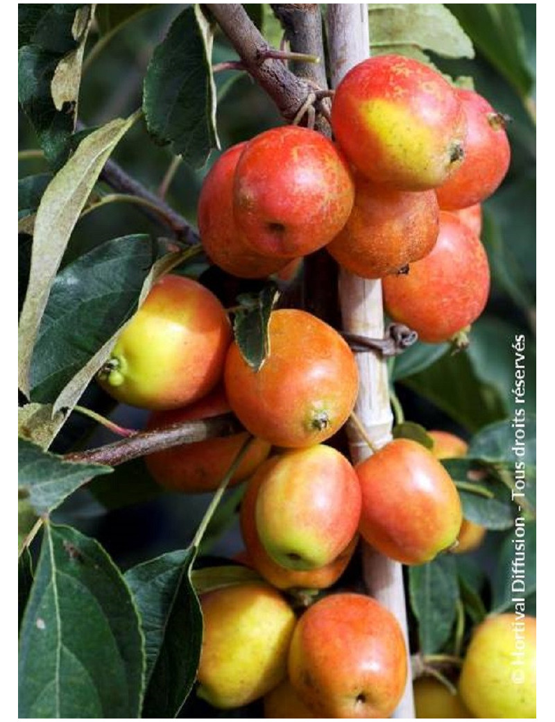 MALUS JOHN DOWNIE (Pommier d'ornement)